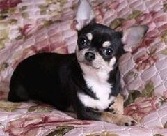 �������� ����� � �������-�����